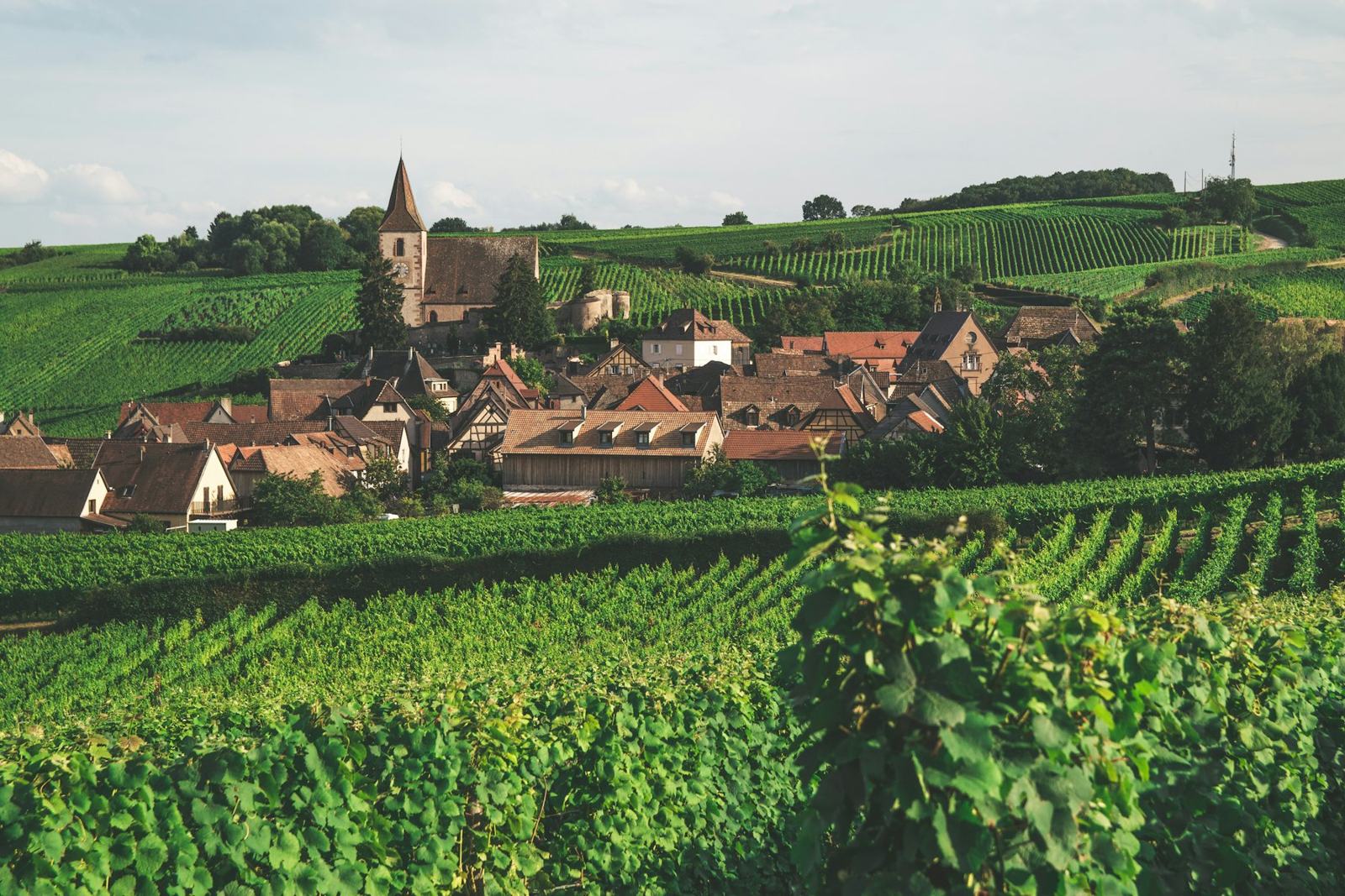 Village alsacien entouré de champs